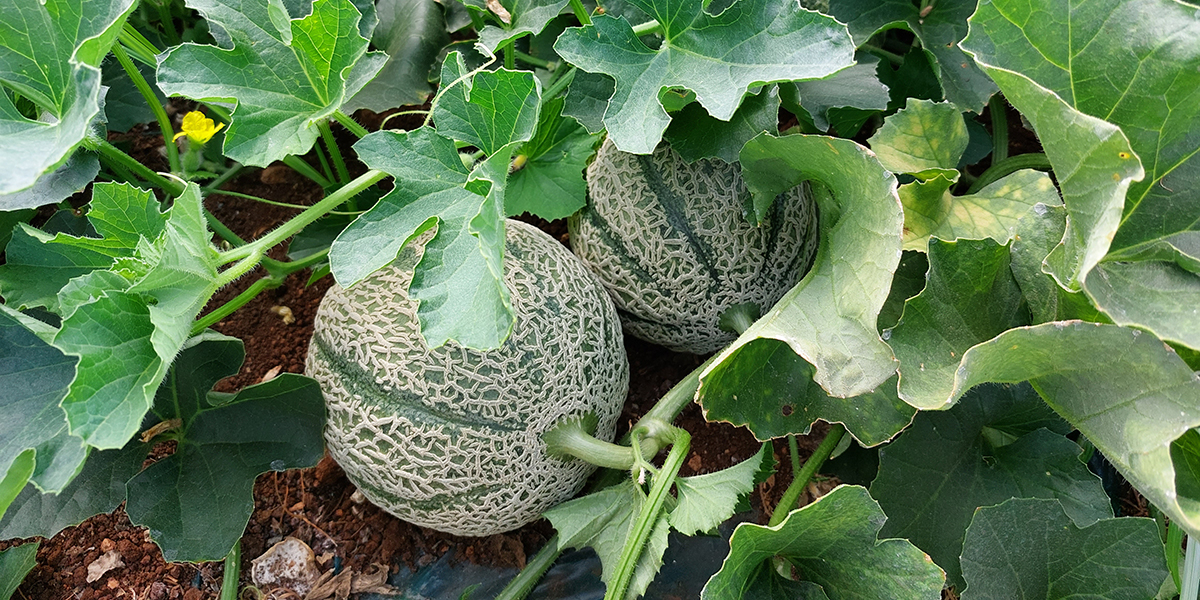 Magverik, il melone retato che piace alla Gdo
